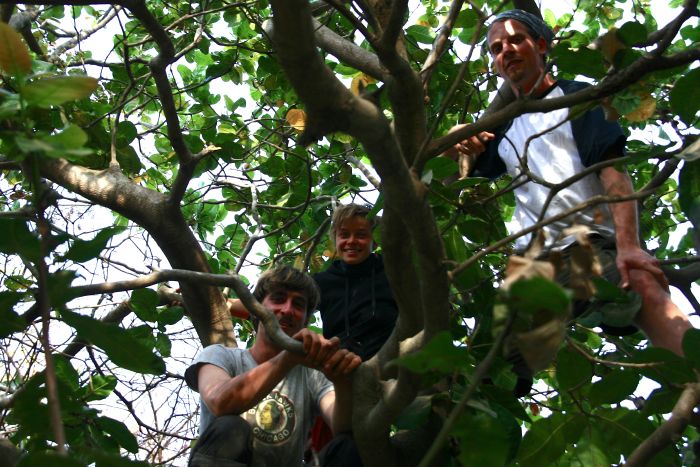Auf Palmen und Cashewbäumen.