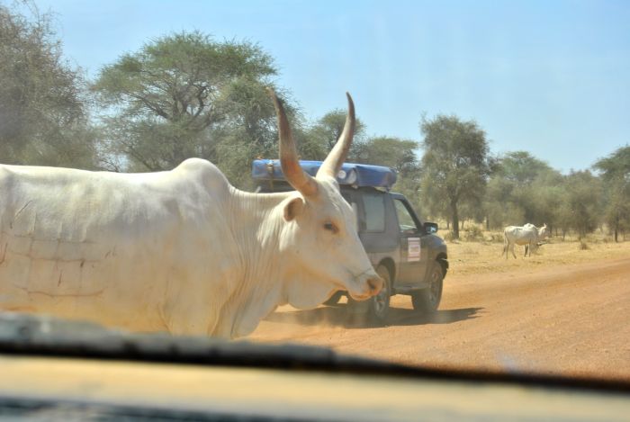 Tiere stehen auf der Straße.