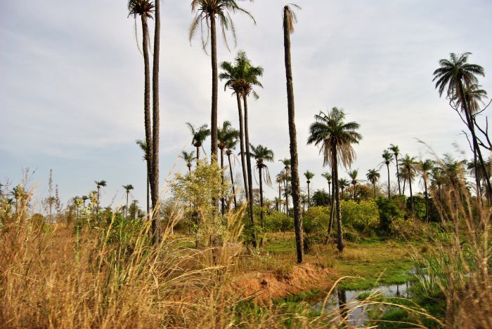 Landschaft in Gambia.