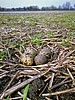 Kiebitz-Eier in einem Nest am Boden in einer Wiese
