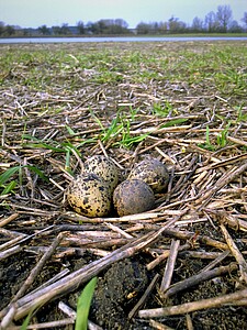 Kiebitz-Gelege in einer Wiese Kiebitz-Eier in einem Nest am Boden in einer Wiese