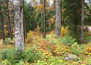 In den beiden Landkreisen Bad Tölz-Wolfratshausen und Miesbach besteht über die Hälfte der Fläche aus Wald.