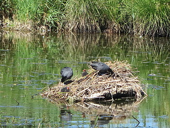 Wiesenbrüter mit Küken auf einem Nest in einem Feuchtgebiet