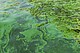 Grüne Schlieren von Blaualgen (Cyanobakterien) auf einer Wasseroberfläche