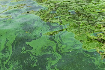 Blaualgen in einem Gewässer Grüne Schlieren von Blaualgen (Cyanobakterien) auf einer Wasseroberfläche