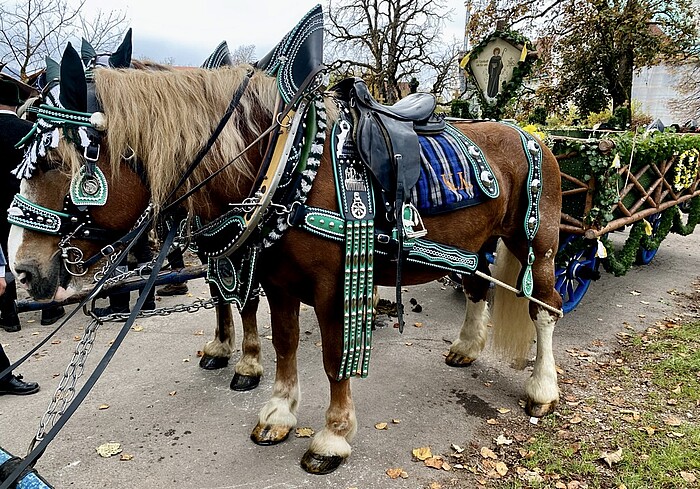 Zwei braune Kaltblutpferde mit verziertem grün-schwarzem Geschirr vor einem geschmückten Festwagen bei der Leonhardifahrt in Benediktbeuern.