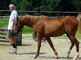 Serie: Der Mann und das Pferd - Teil 2